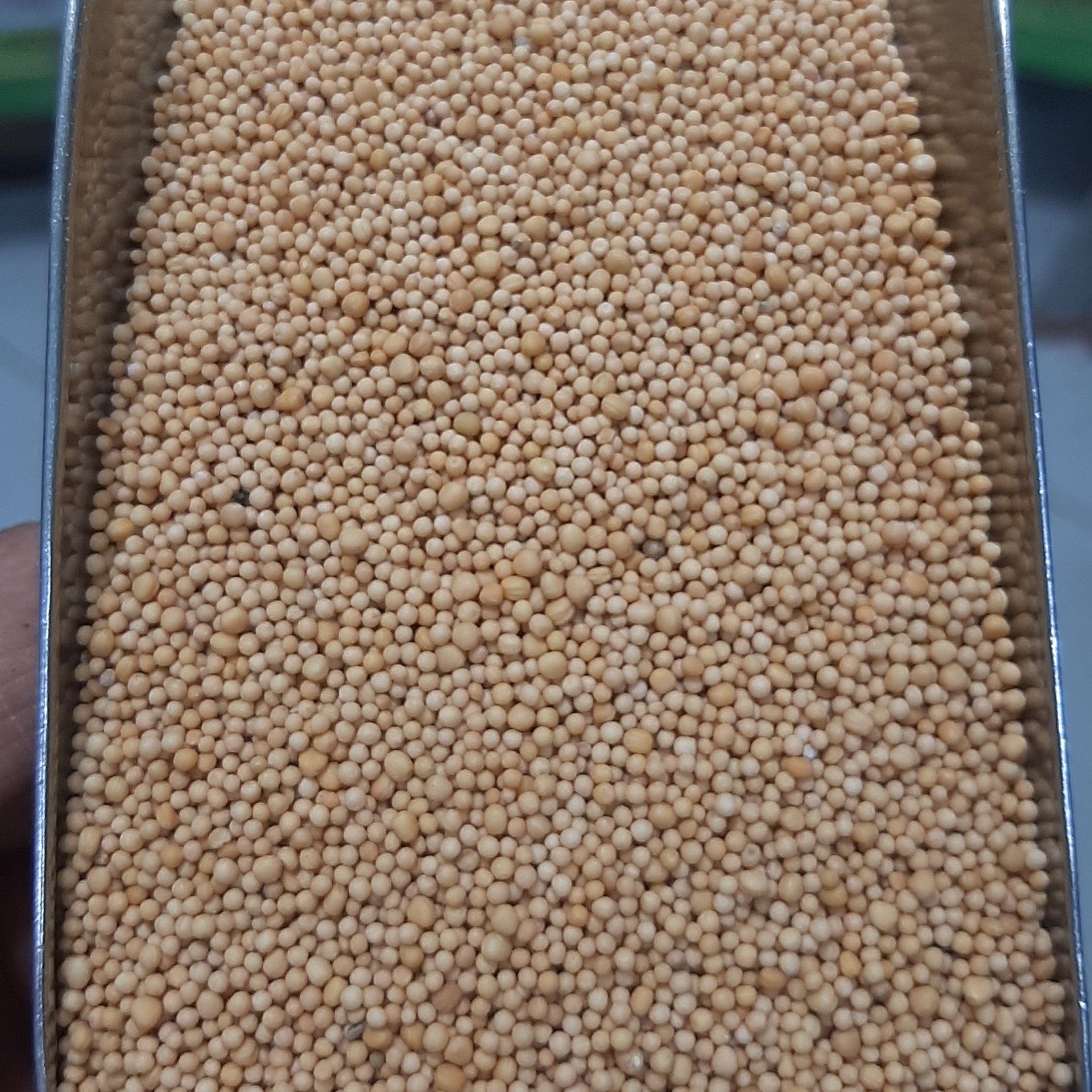 بزر خردل