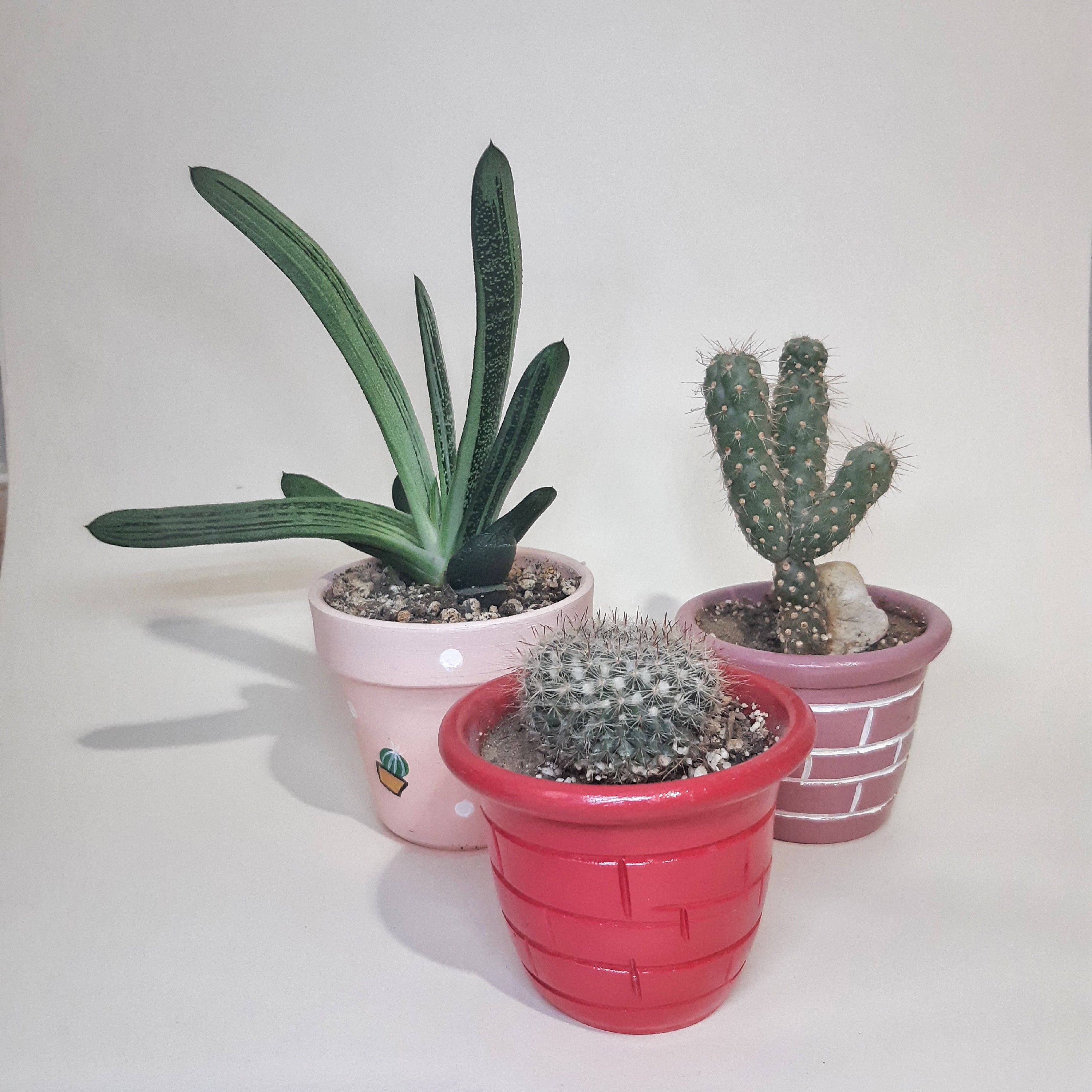 گل طبیعی کاکتوس  با گلدان سفالی رنگی کد 104