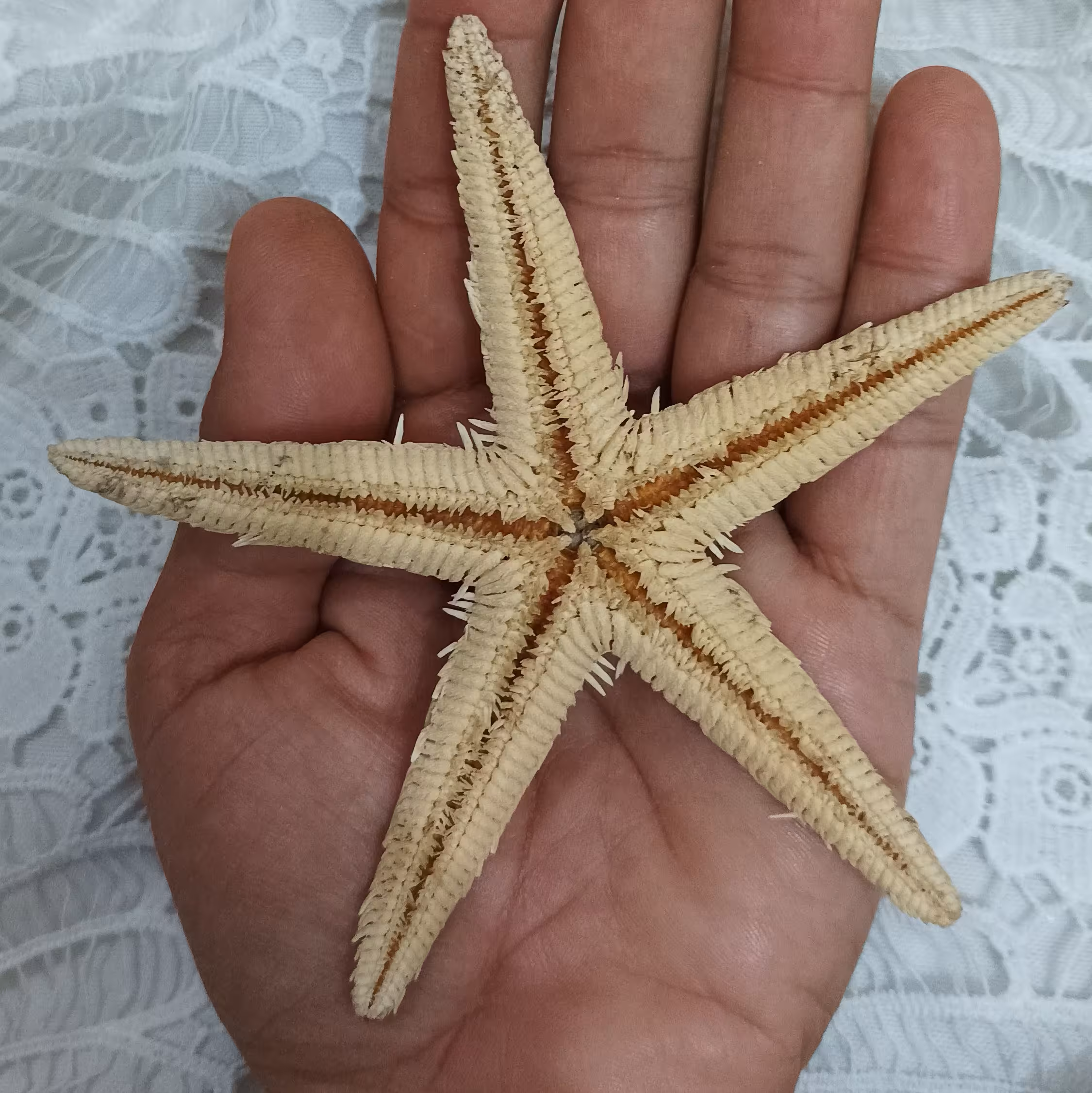 ستا ه های زیبای طبیعی مناسب سمع و رزین و کارهای هنری