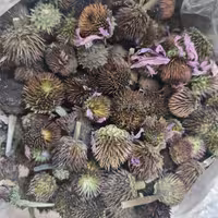 سرخارگل (اکیناسه) 4 کیلویی