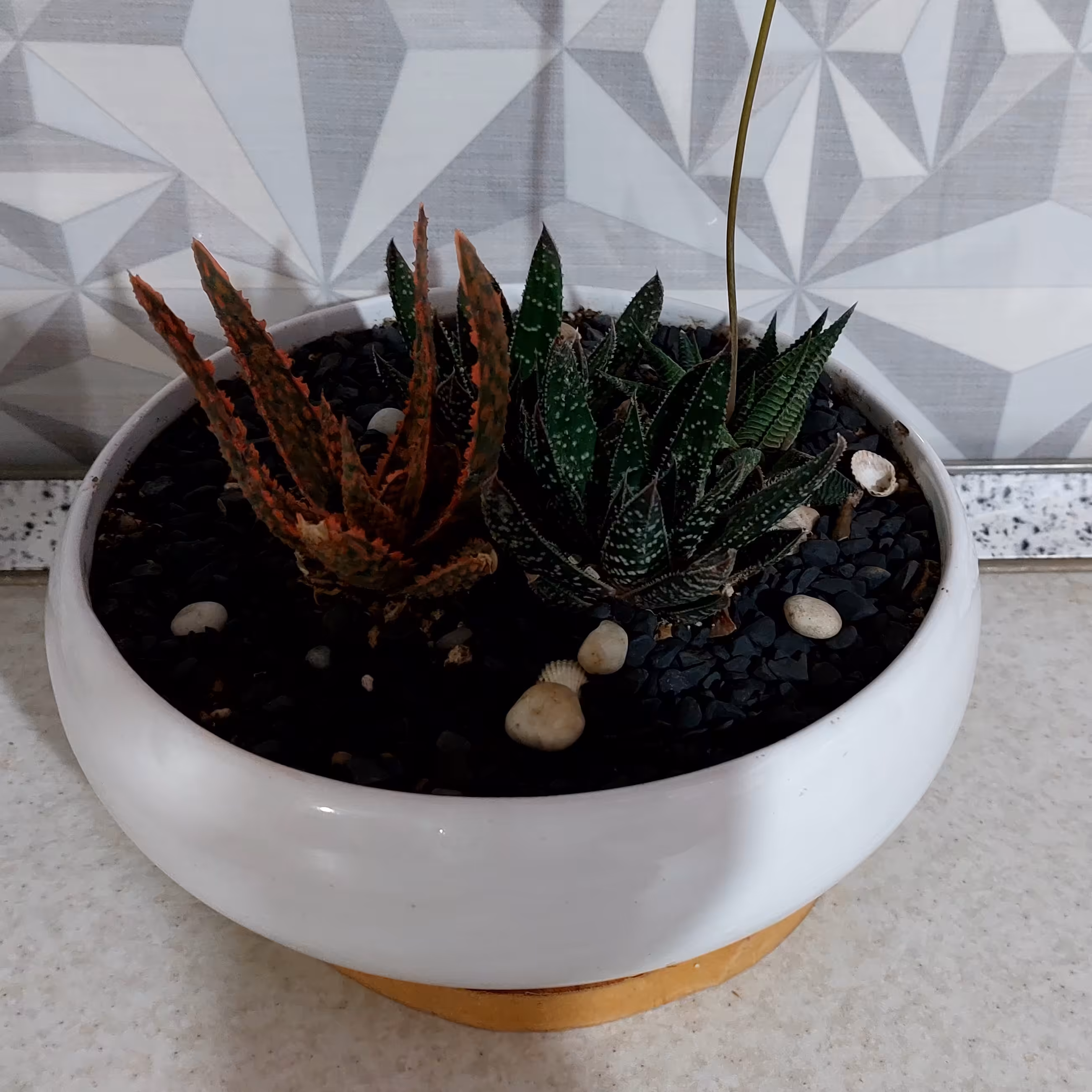 دیش گاردن با گلدان گرد سرامیکی ضد آب