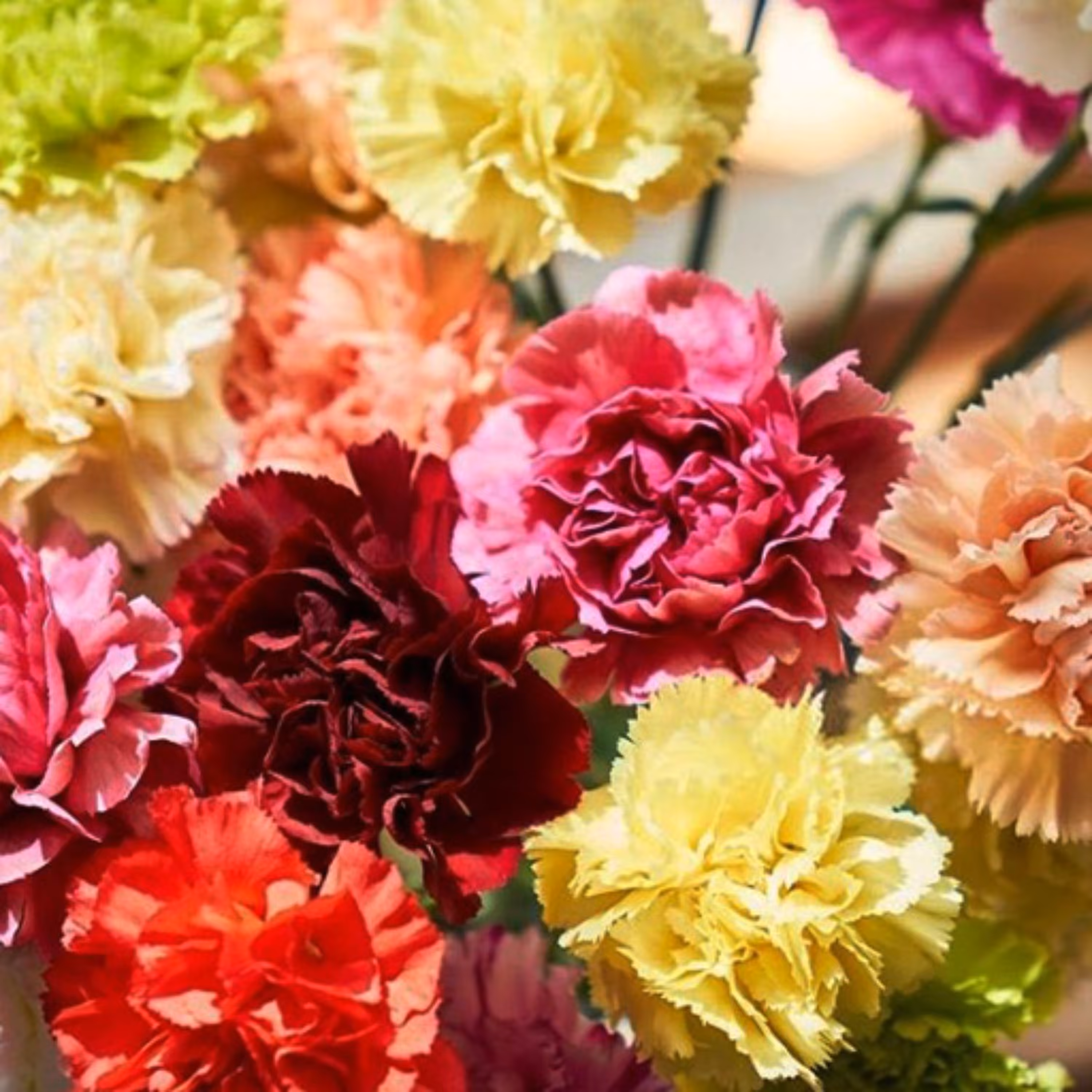 بذر میخک رز الوان 40 عددی