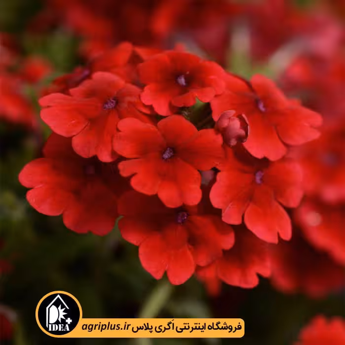 بذر گل شاه پسند Quartz پن امریکن