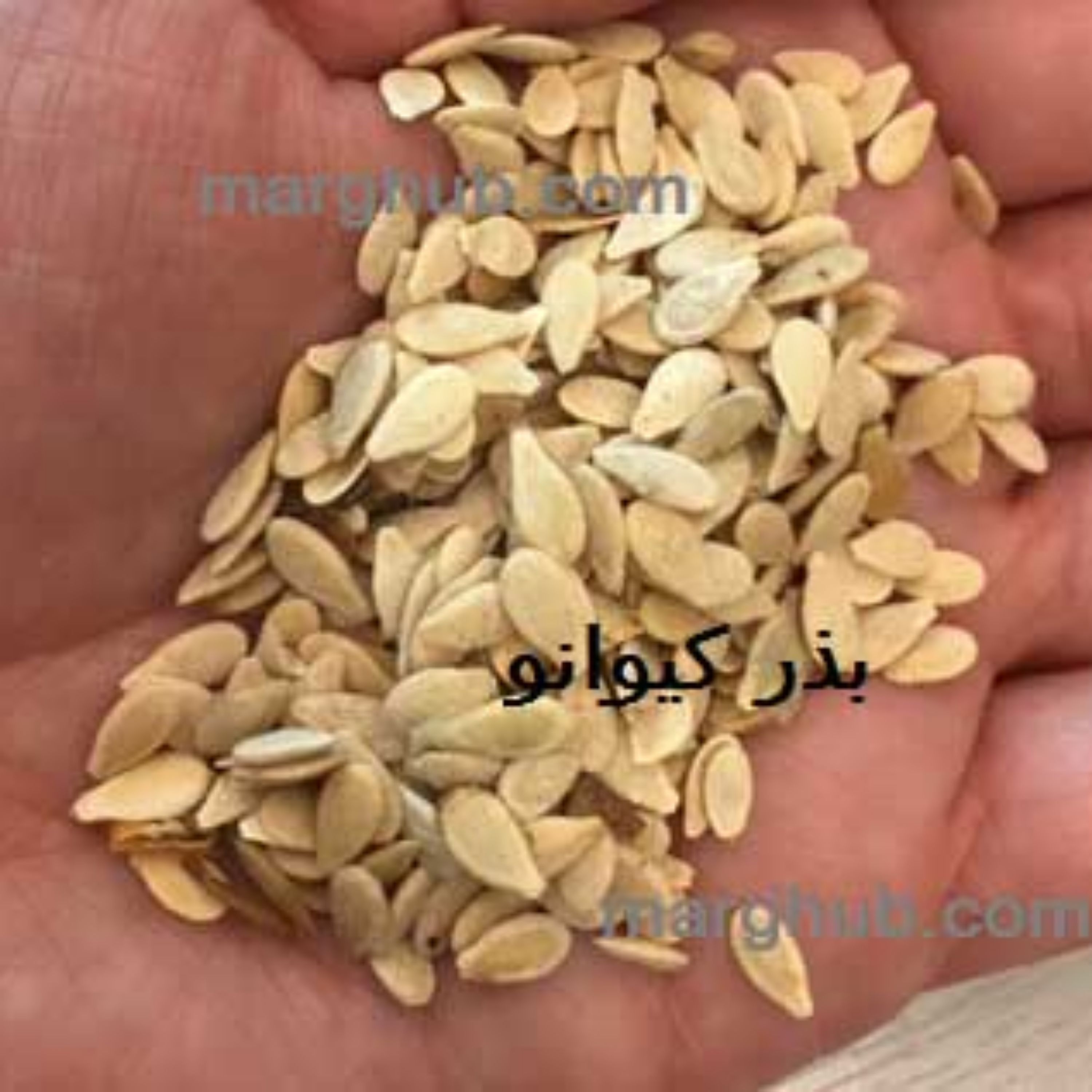 بذر کیوانو خیار آفریقایی بسته 10عددی سلکشن تاریخ تولید 2021