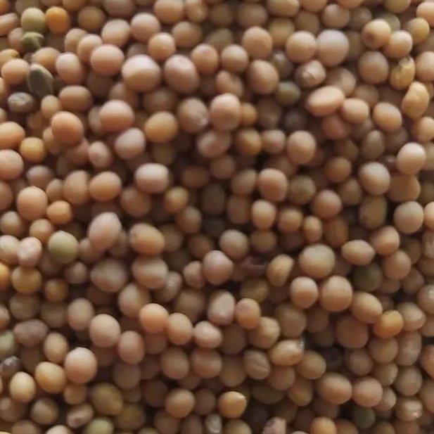 دانه خردل اعلا 500 گرم