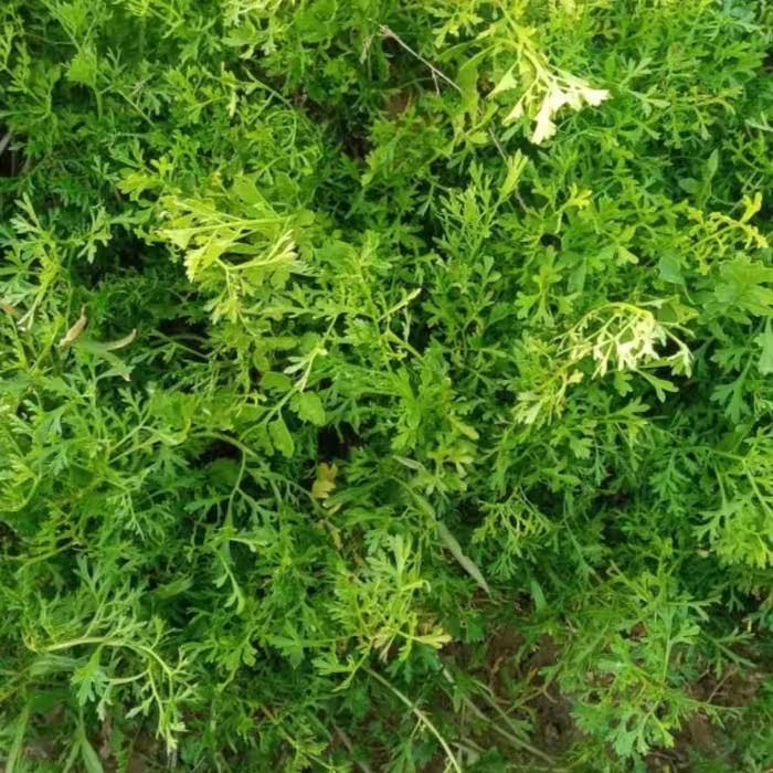 بذر شاهی برگ ریز یک پیمانه مطابق عکس