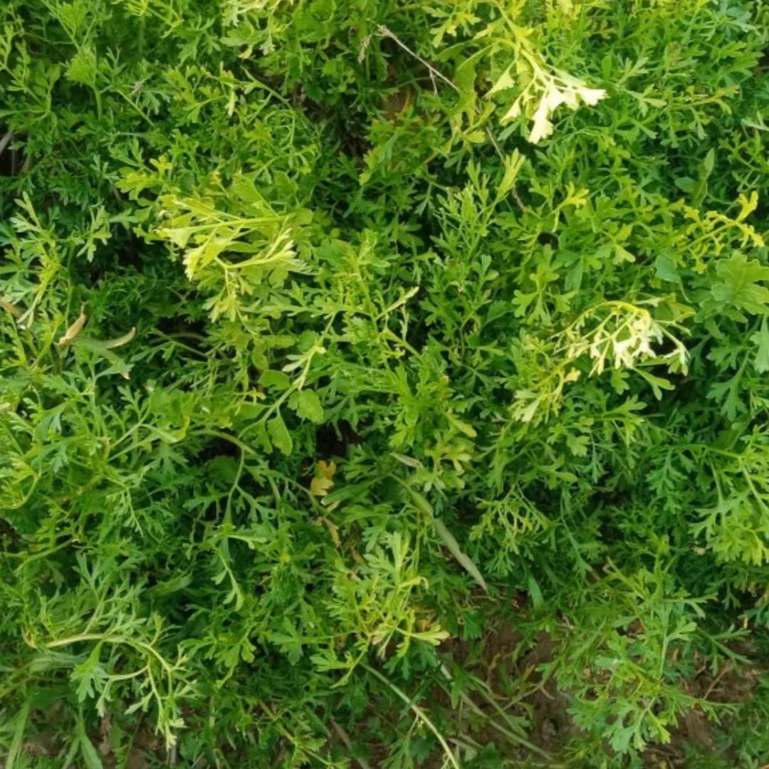 بذر شاهی برگ ریز یک پیمانه مطابق عکس