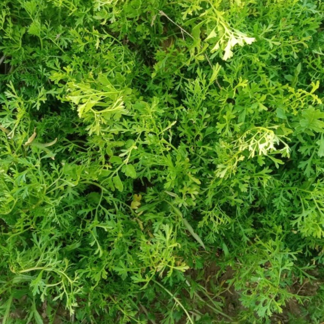 بذر شاهی برگ ریز یک پیمانه مطابق عکس