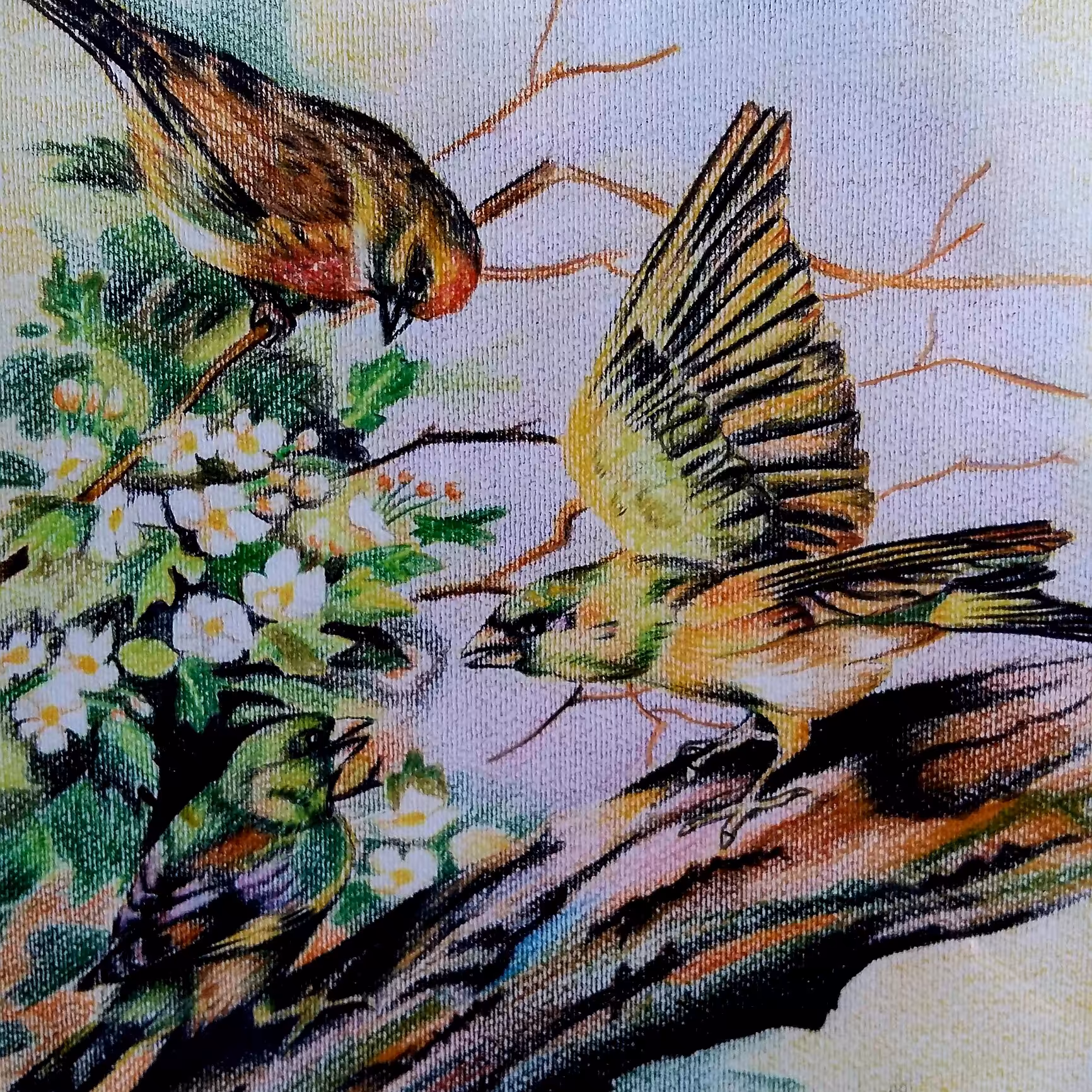 نقاشی پرنده این اثر روی مقوا با ابعاد25در35 با تکنیک مداد رنگی طراحی شده است