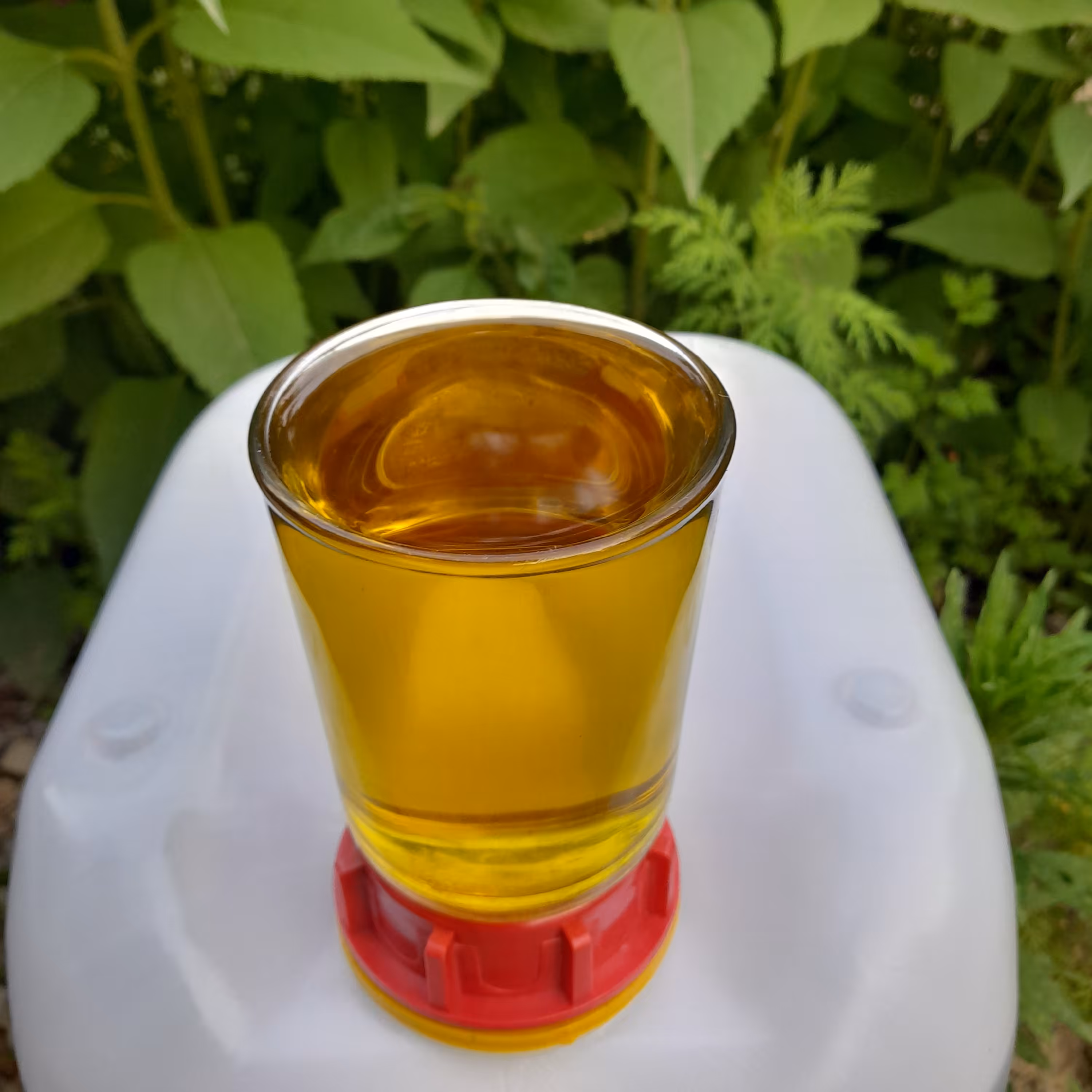 روغن زیتون فرابکر تصفیه شده بی بو (گالن12 لیتری) تضمین کیفیت از باغدار خرید کنید روغن زیتون خالص روغن زیتون بدون بو 