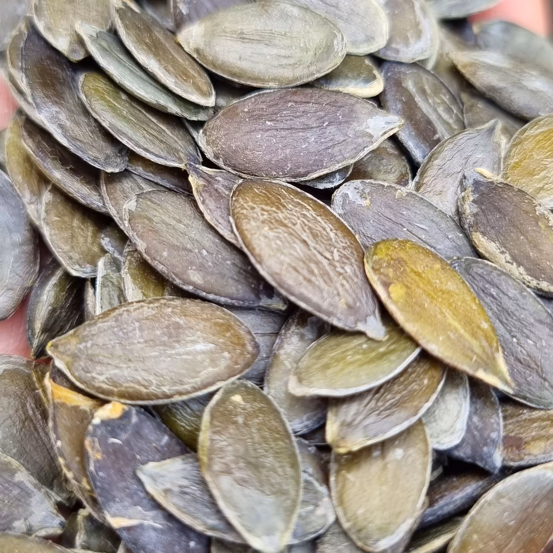 بذر کدو پوست کاغذی (کدو طبی)پاکان بذر اصفهان 500 گرمی 
