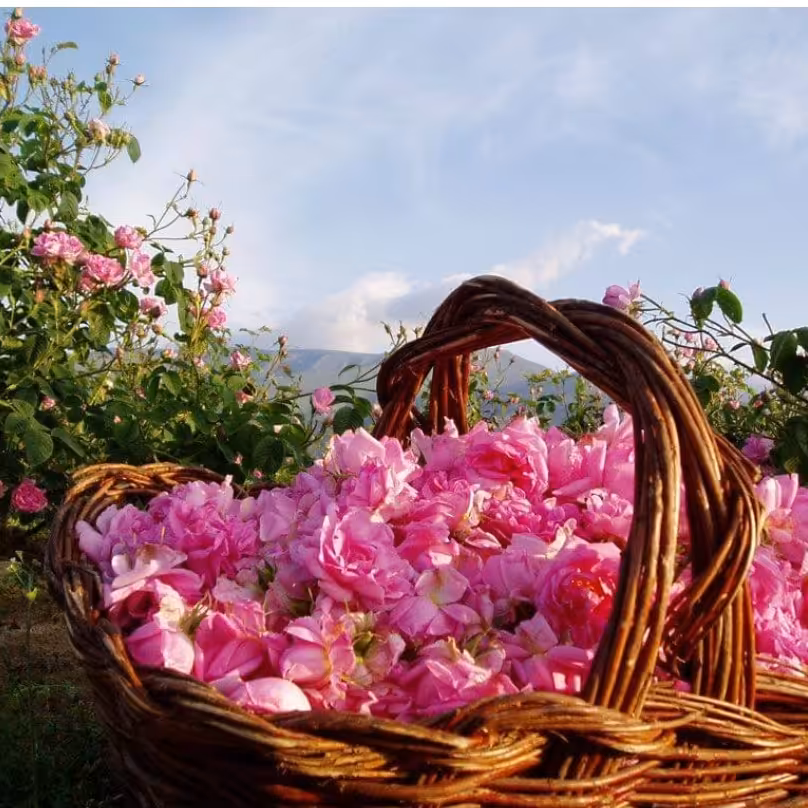 برگ گل محمدی خوش عطر وبو (تضمین کیفیت)100گرمی 