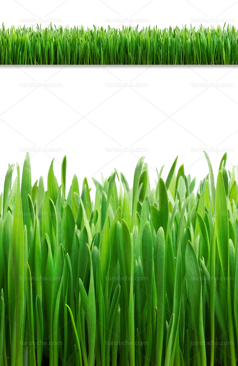 عکس با کیفیت چمن سبز | گرافیک با طعم تربچه