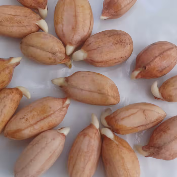 بذربادام زمینی مخصوص وبذری و نوع گلی محلی استانه اشرفیه 