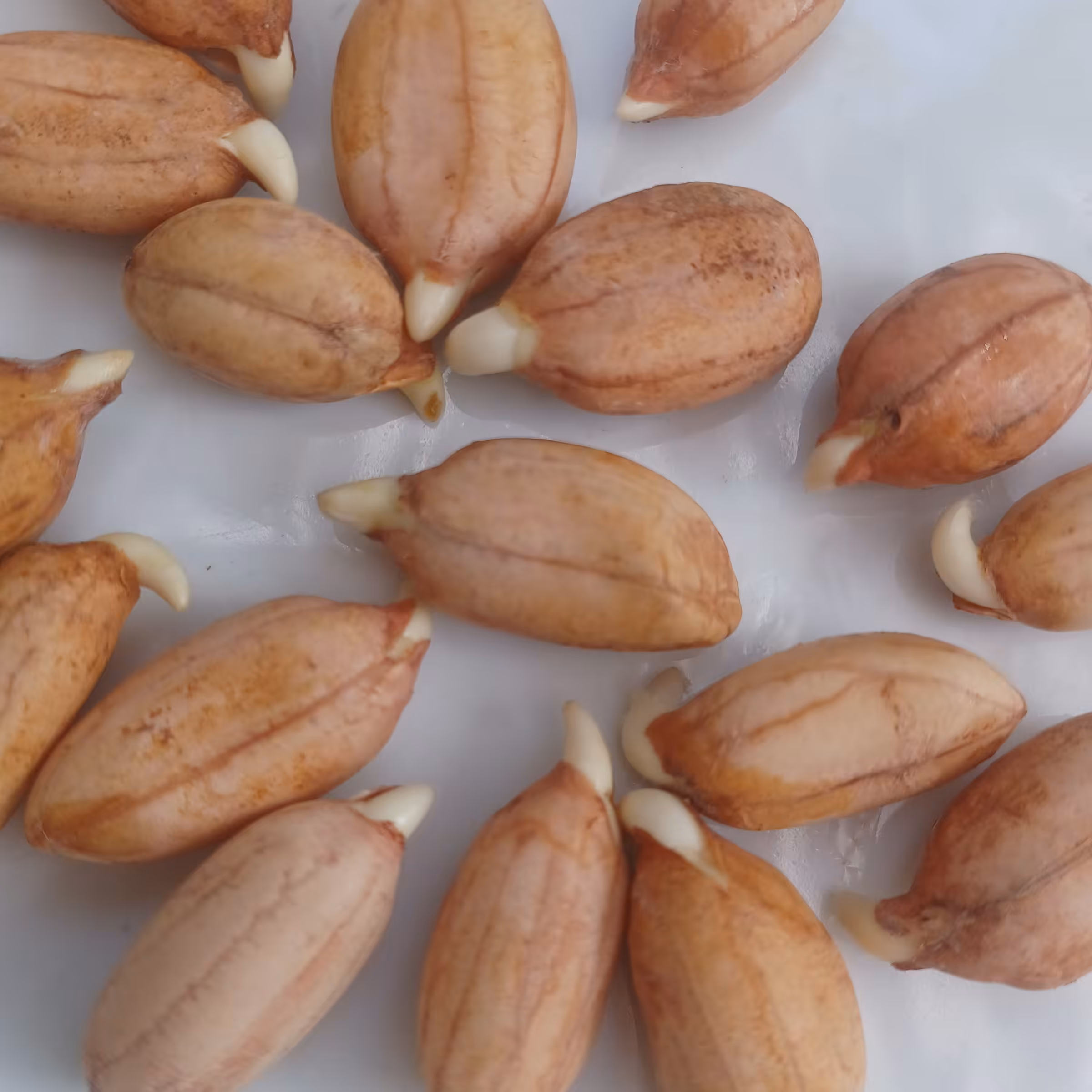 بذربادام زمینی مخصوص وبذری و نوع گلی محلی استانه اشرفیه 