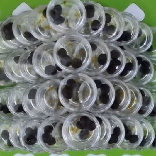 مرکب 5 جامع امام رضا 3 حب در ظرف