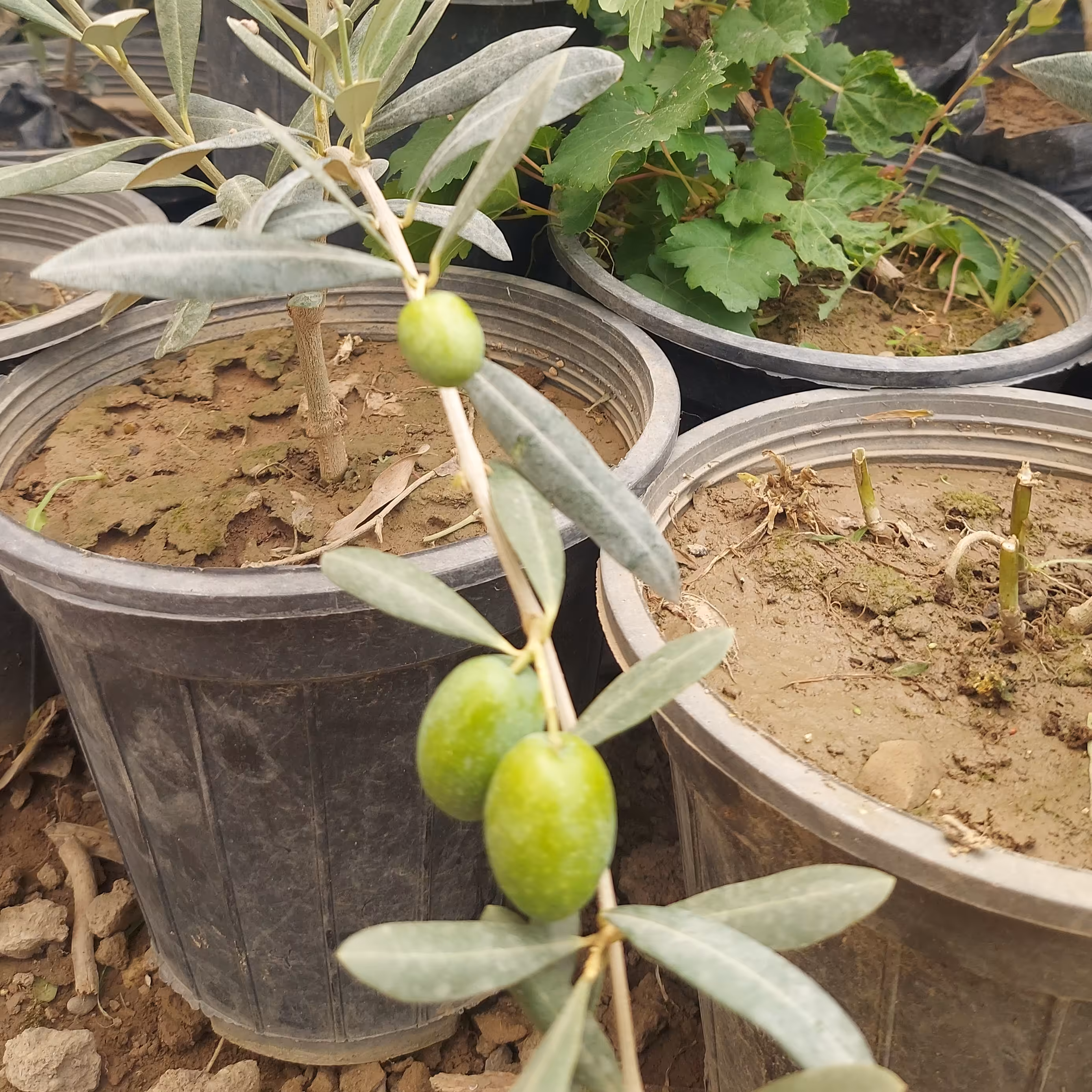 نهال زیتون هیبرید