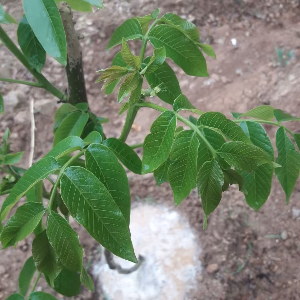 نهال گردو بالای 1 متری