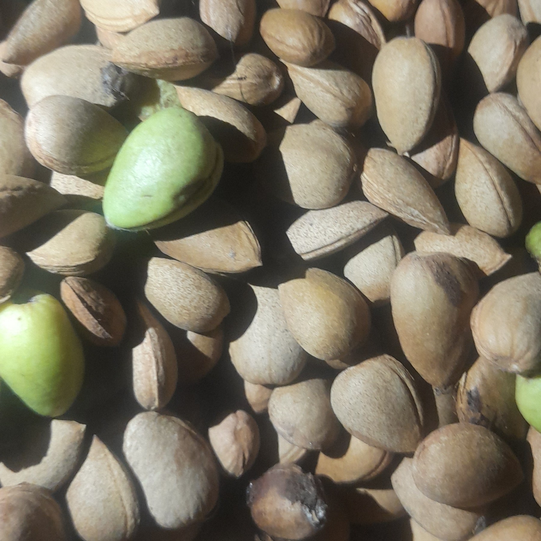 بادام کوهی تلخ(الوک)