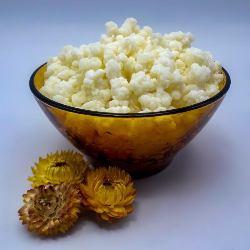 قارچ کفیر قفقازی فعال (80 گرمی) همراه مشاوره و آموزش رایگان کشک کفیر و ماست کفیر