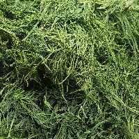 شوید خشک ممتاز  پاک شده شسته شده رنگ سبز خیلی عالی 