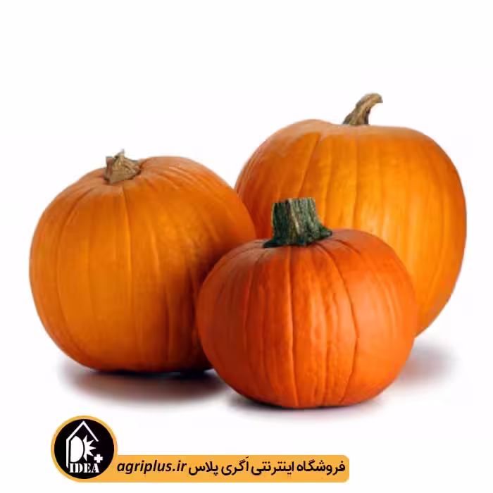بذر کدو تنبل بسته بندی خانگی