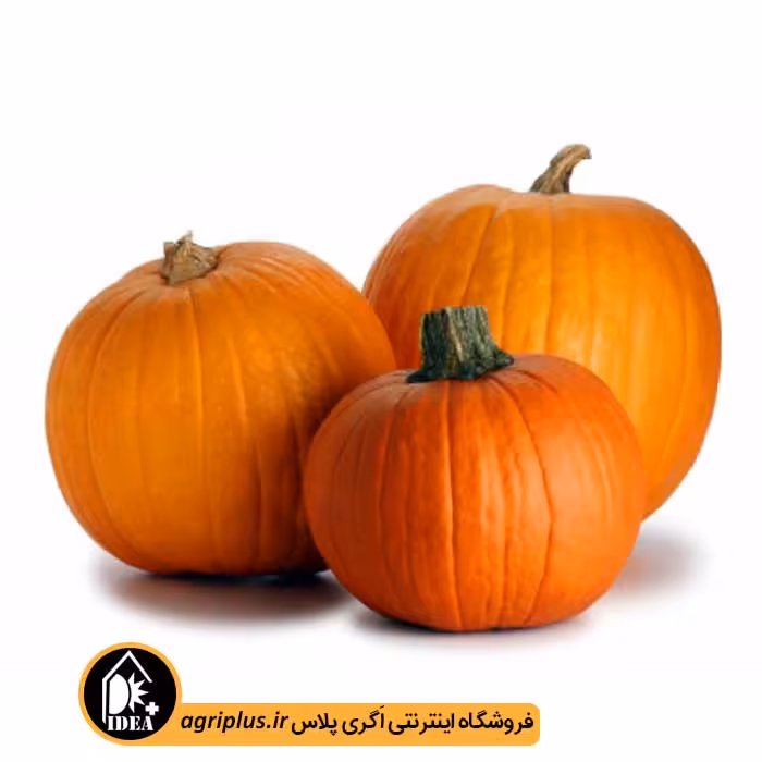 بذر کدو تنبل بسته بندی خانگی