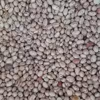 لوبیا چیتی اعلای خمین تینابار