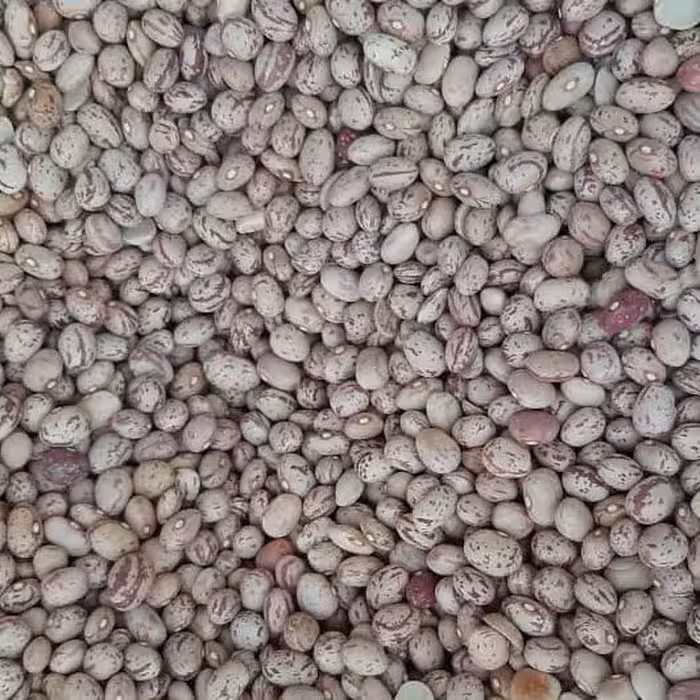 لوبیا چیتی اعلای خمین تینابار