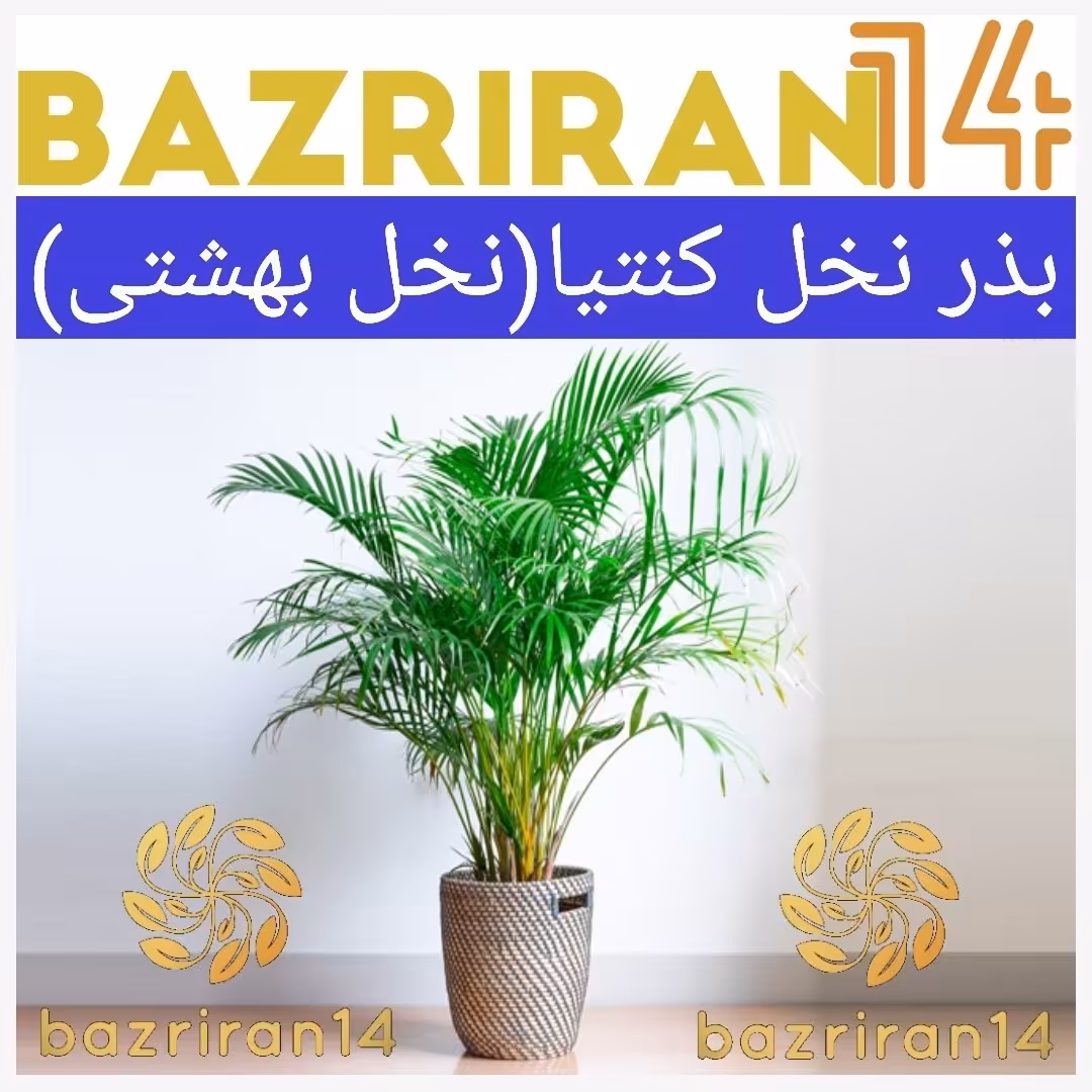 بذر نخل کنتیا  ( نخل بهشتی )