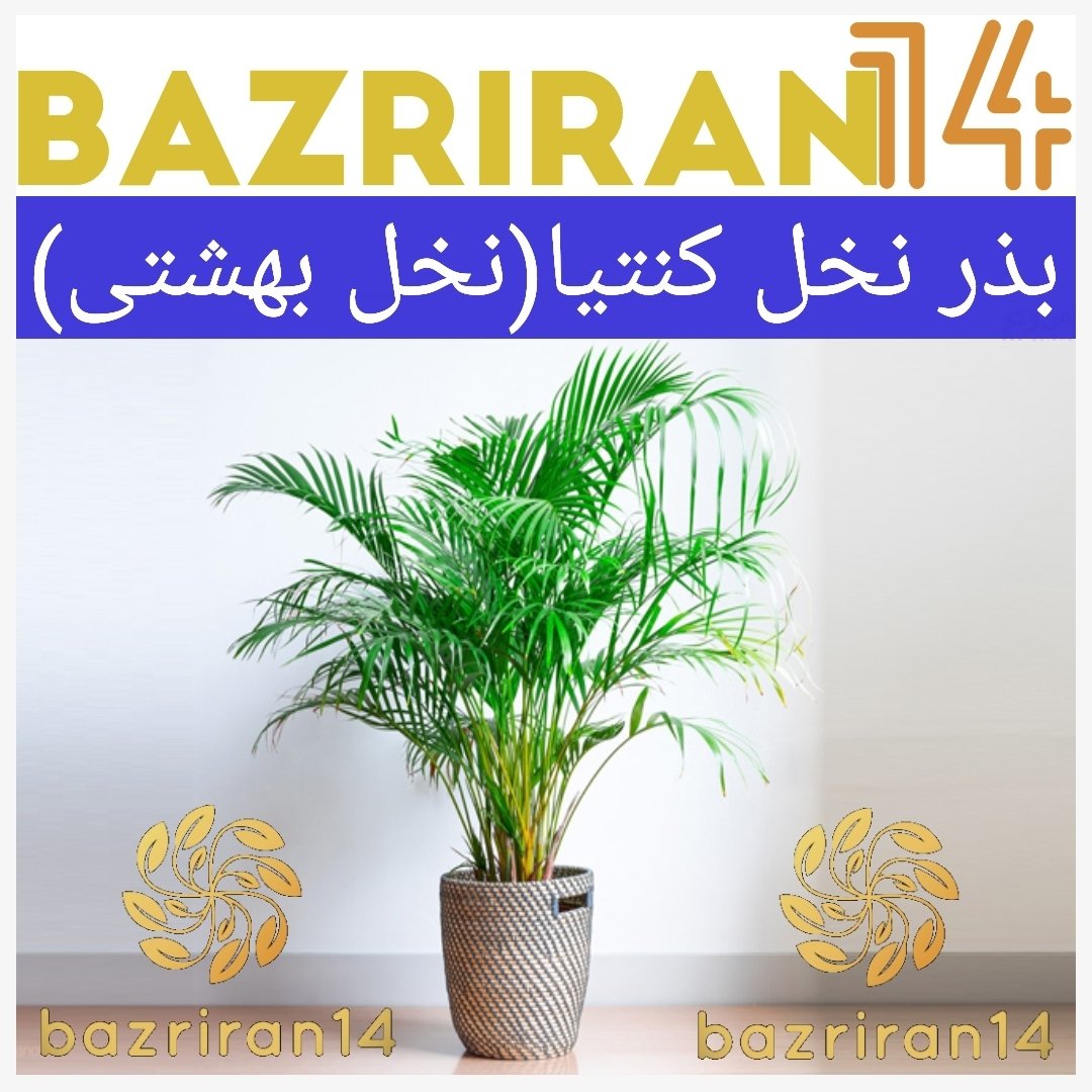 بذر نخل کنتیا ( نخل بهشتی )
