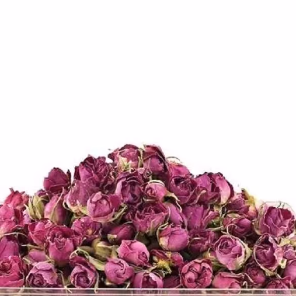 غنچه گل محمدی 