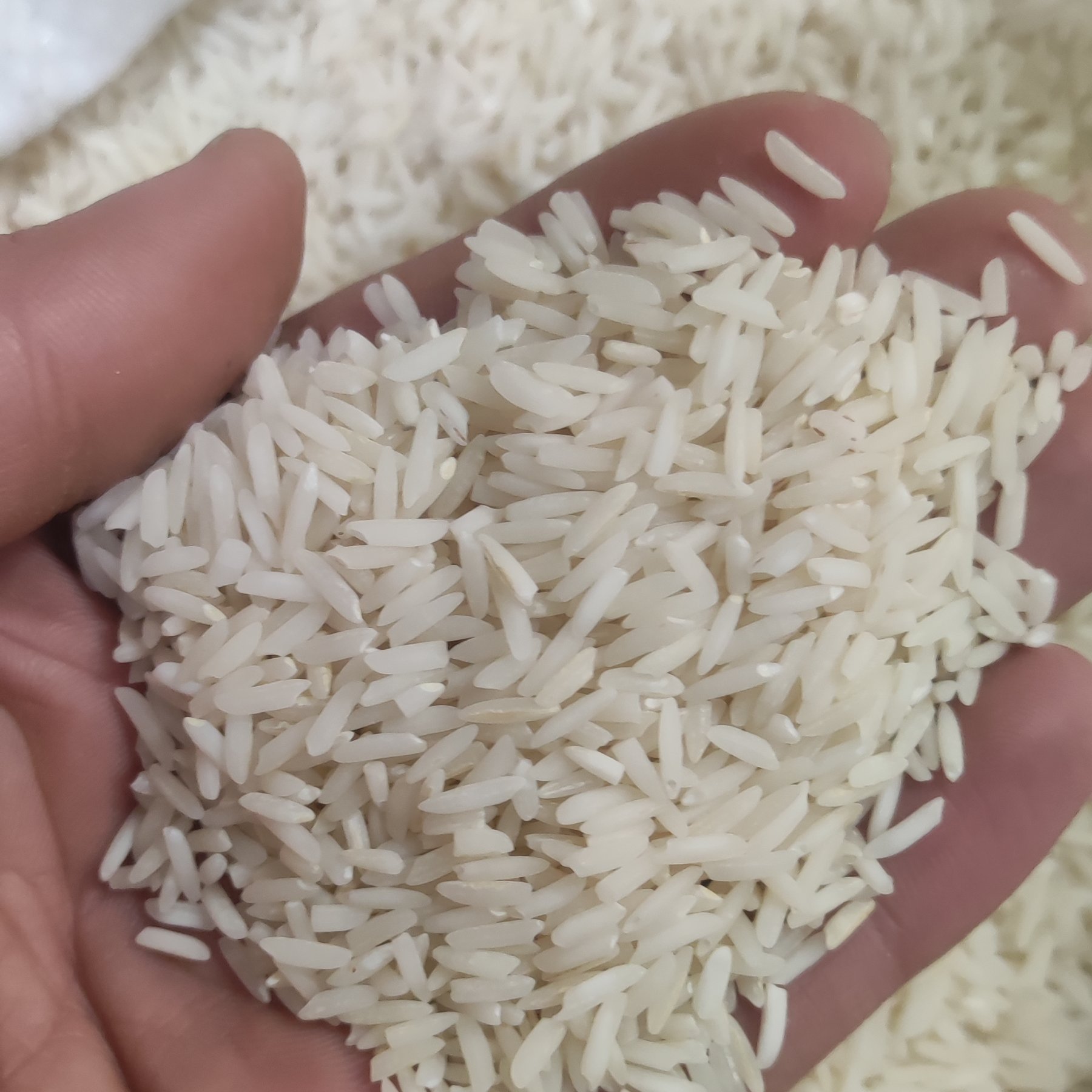 1 تن برنج هاشمی گیلان بینظیر در پخت
