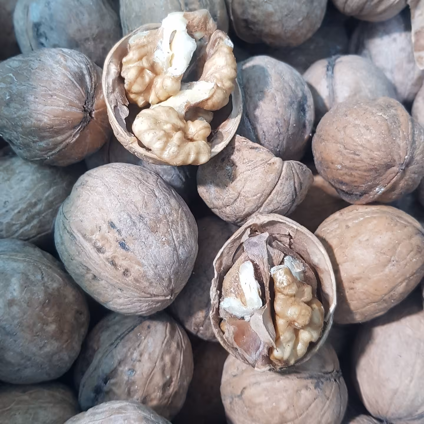 گردو پوست کاغذی خوش طعم و عالی امسالی تویسرکان(500 گرم)