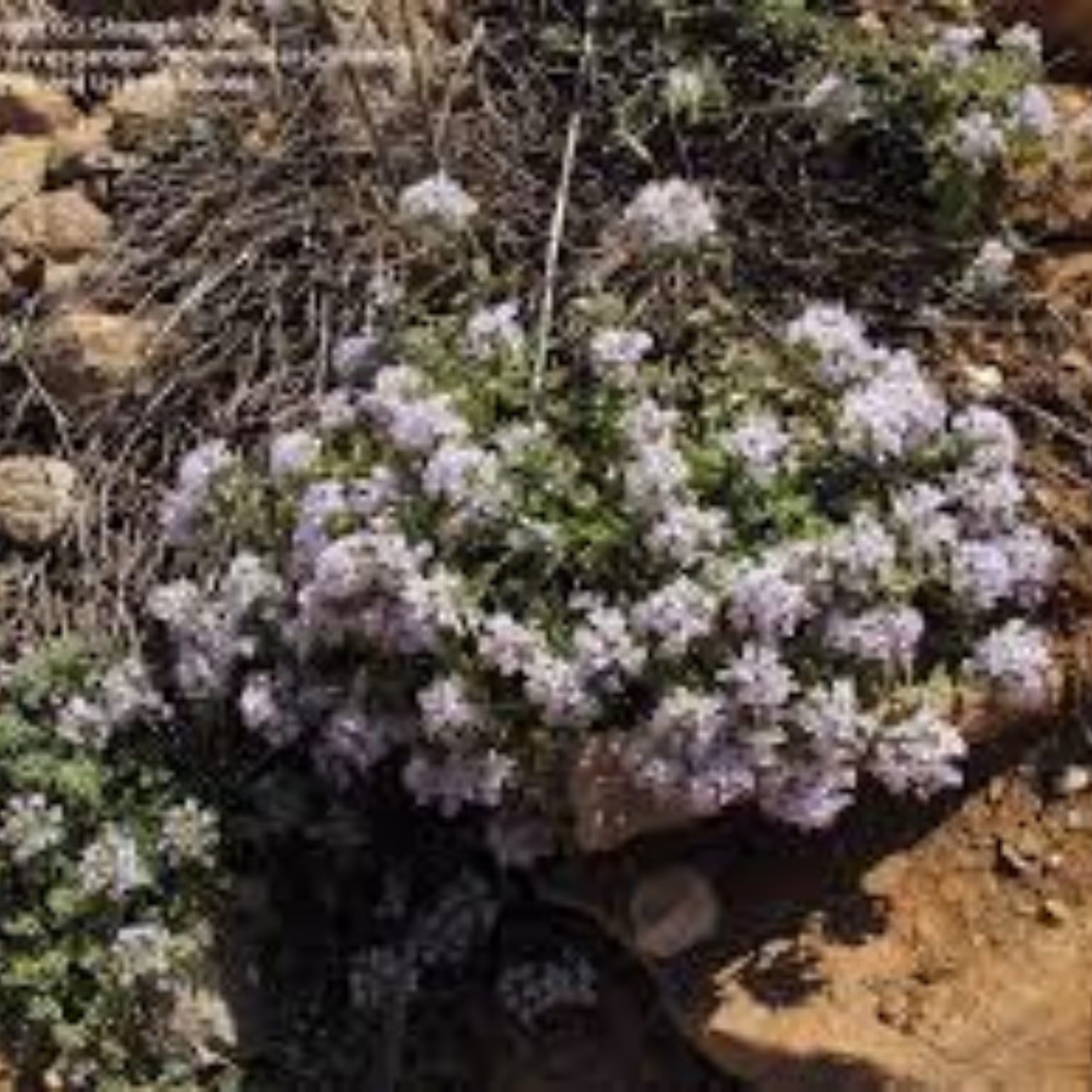 عرق کاکوتی (کهلیک اوتی)