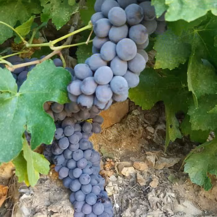 مویز سیاه گوشتی درشت آفتابی دیمی (مستقیم از باغدار)