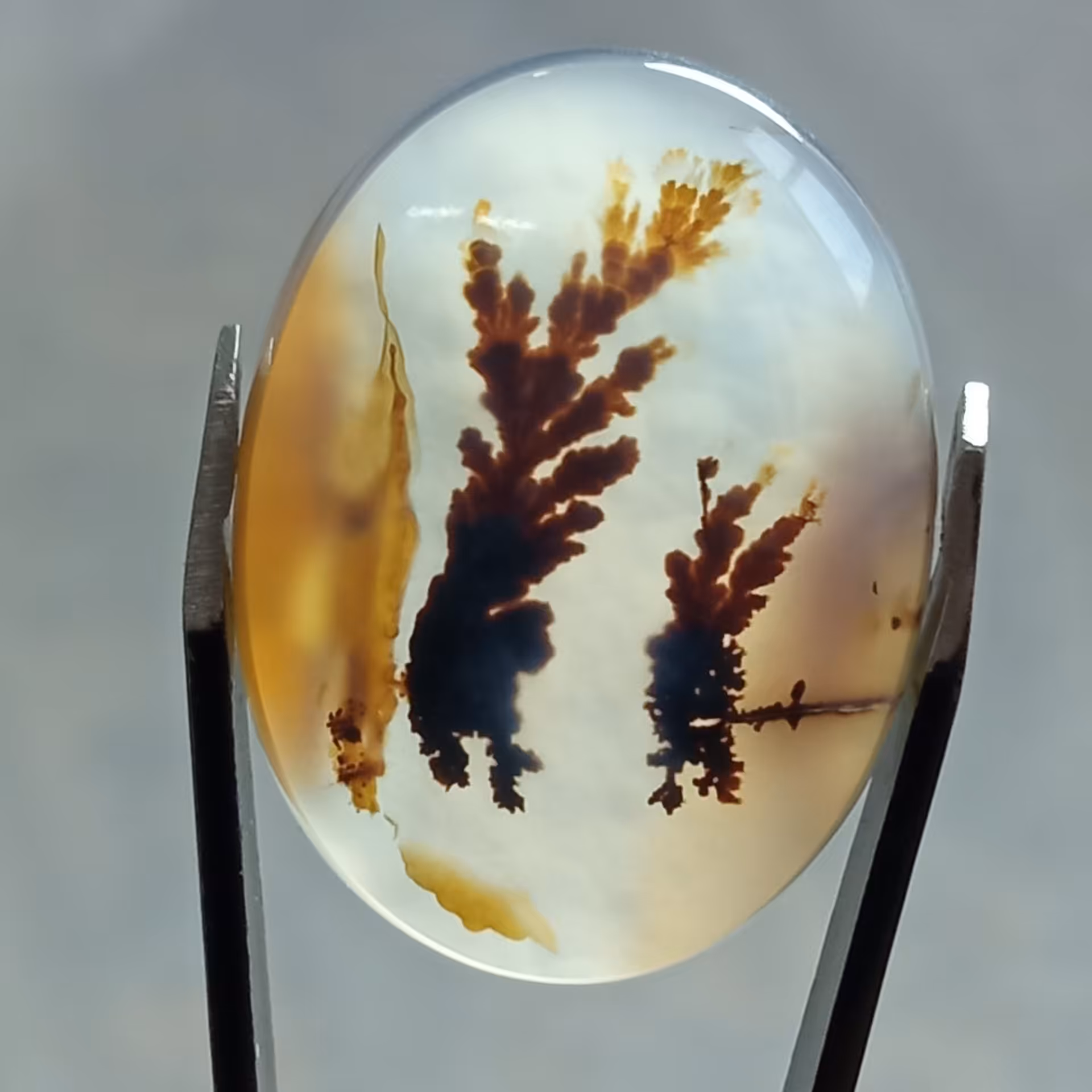 نگین انگشتری شجر قائن بسیار زیبا کاملا طبیعی و اصل