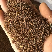 ارده کنجد ایرانی