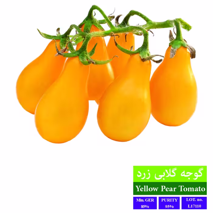 بذر گوجه گلابی زرد بذر طلایی رویان 