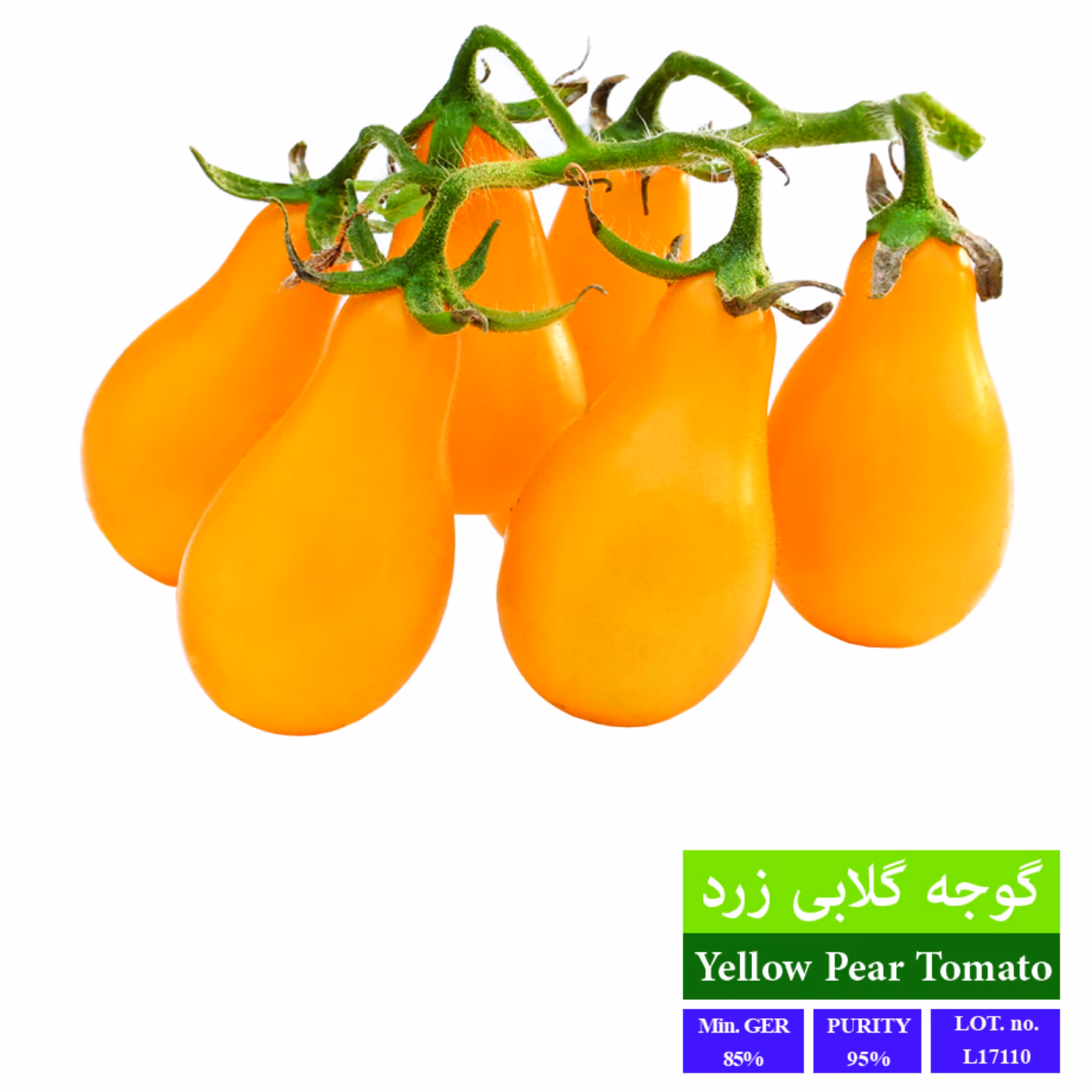 بذر گوجه گلابی زرد بذر طلایی رویان 