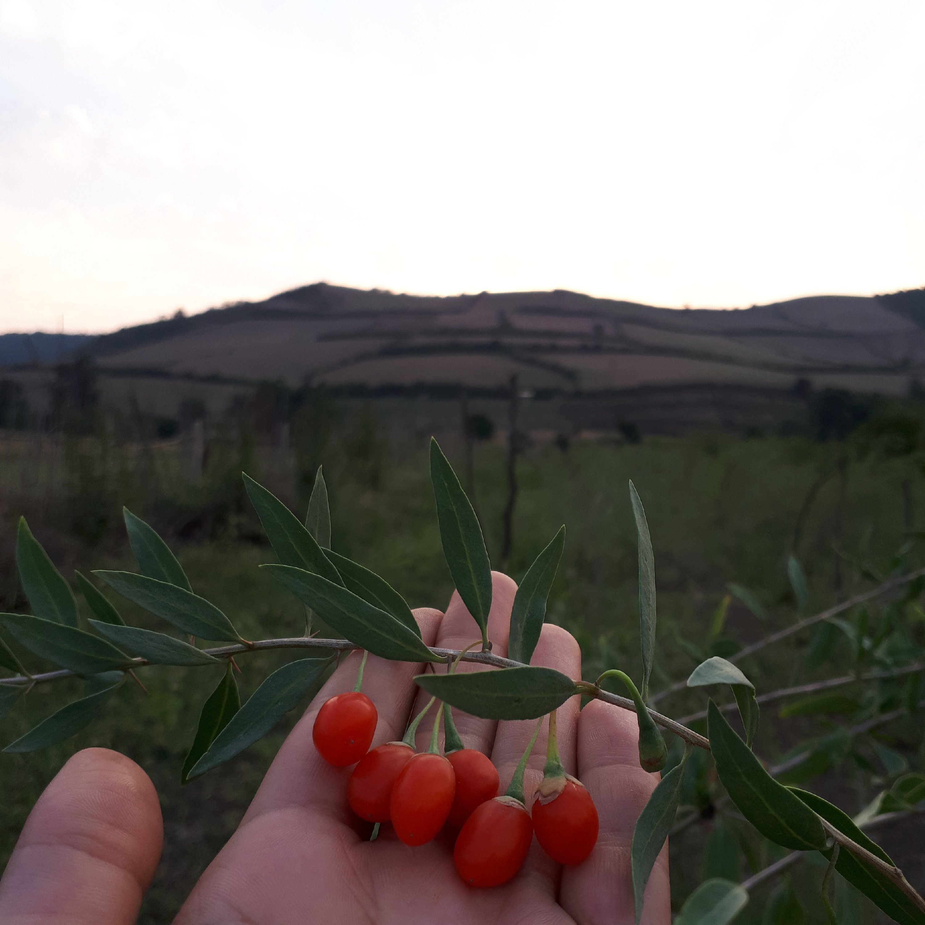 نهال گوجی بری...ارسال از طریق باربری و پس کرایه