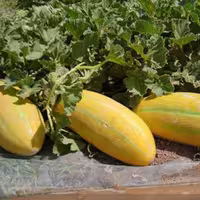 بذر خربزه مینو 1 گرمی