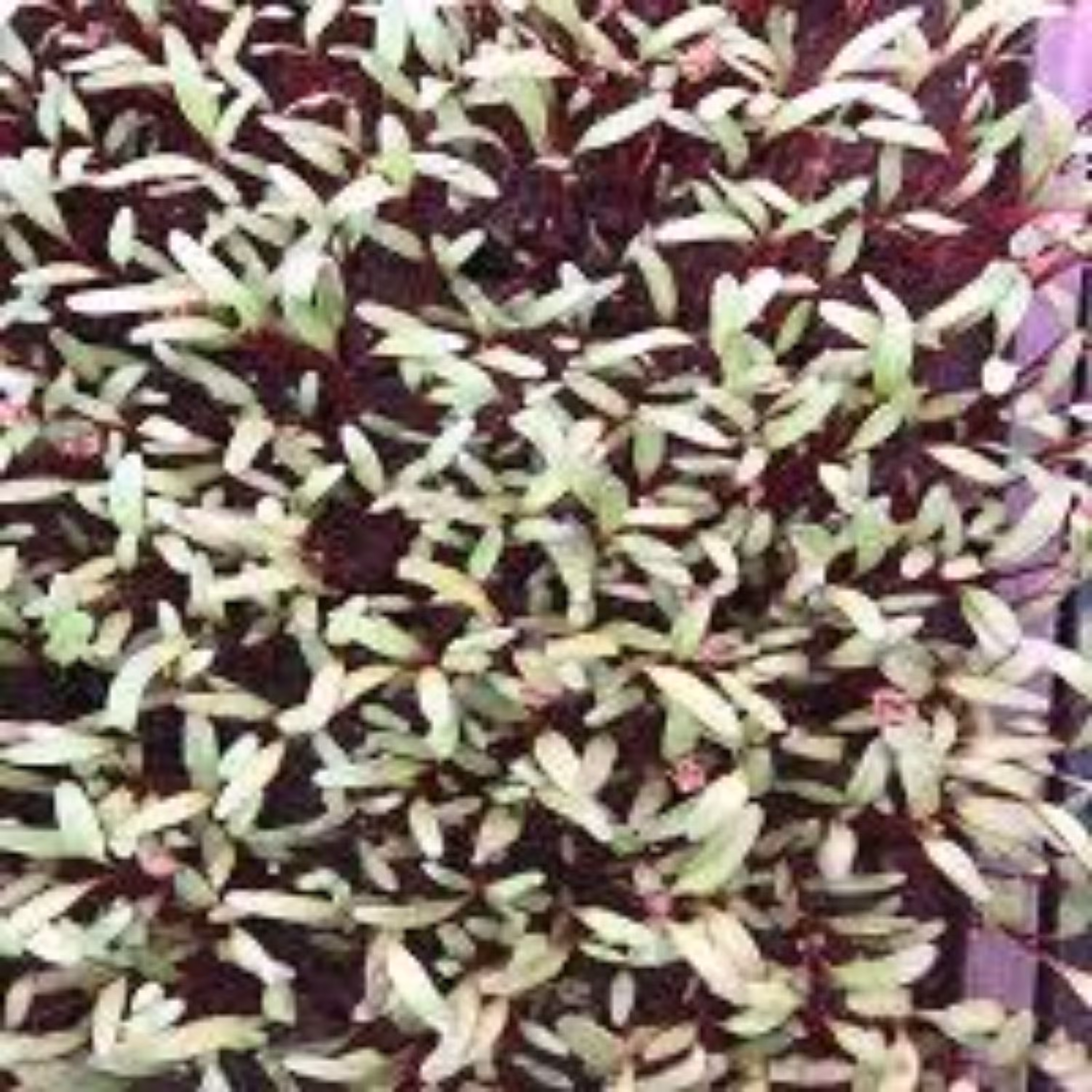 بذر  میکروگرین چغندر 20گرمی
