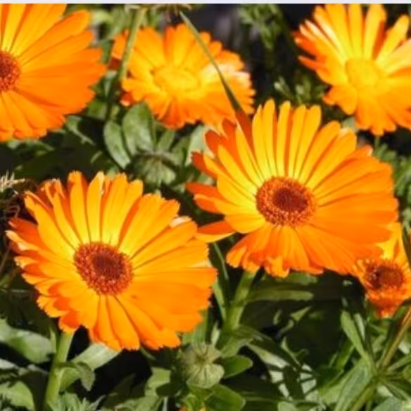 گیاه همیشه بهار خشک اعلاء 75 گرم 