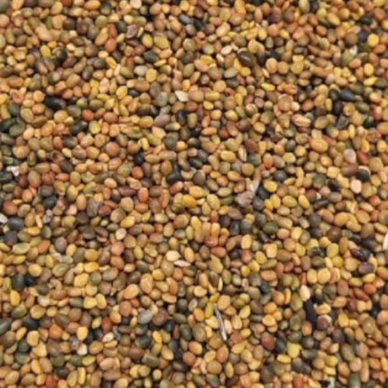 تخم شبدر ( 100 گرمی ) 