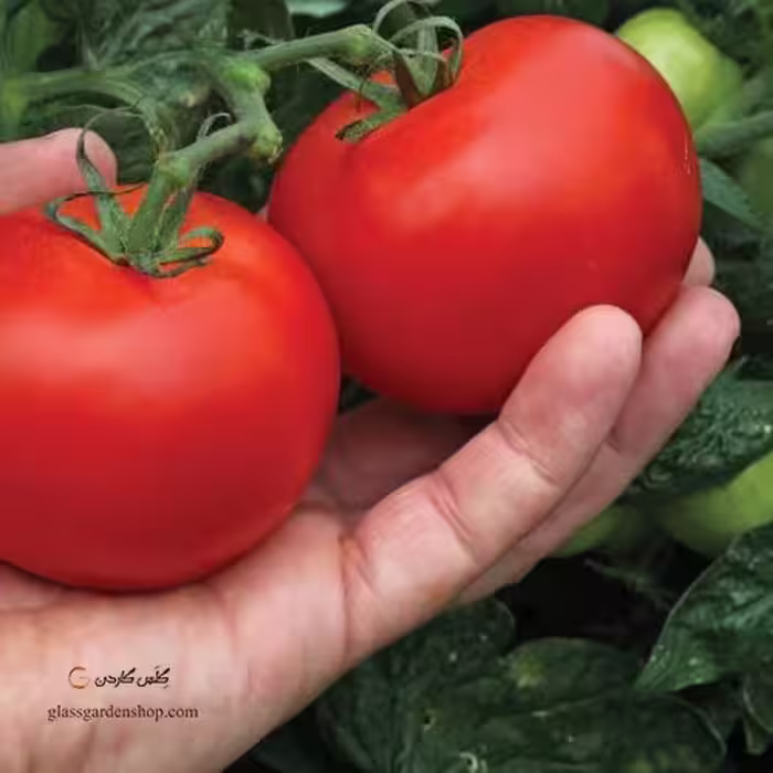 بذر گوجه سوپر  کوئین