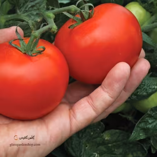 بذر گوجه سوپر  کوئین