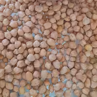 دو کیلویی درجه یک و تازه و پاک کرده و پزا