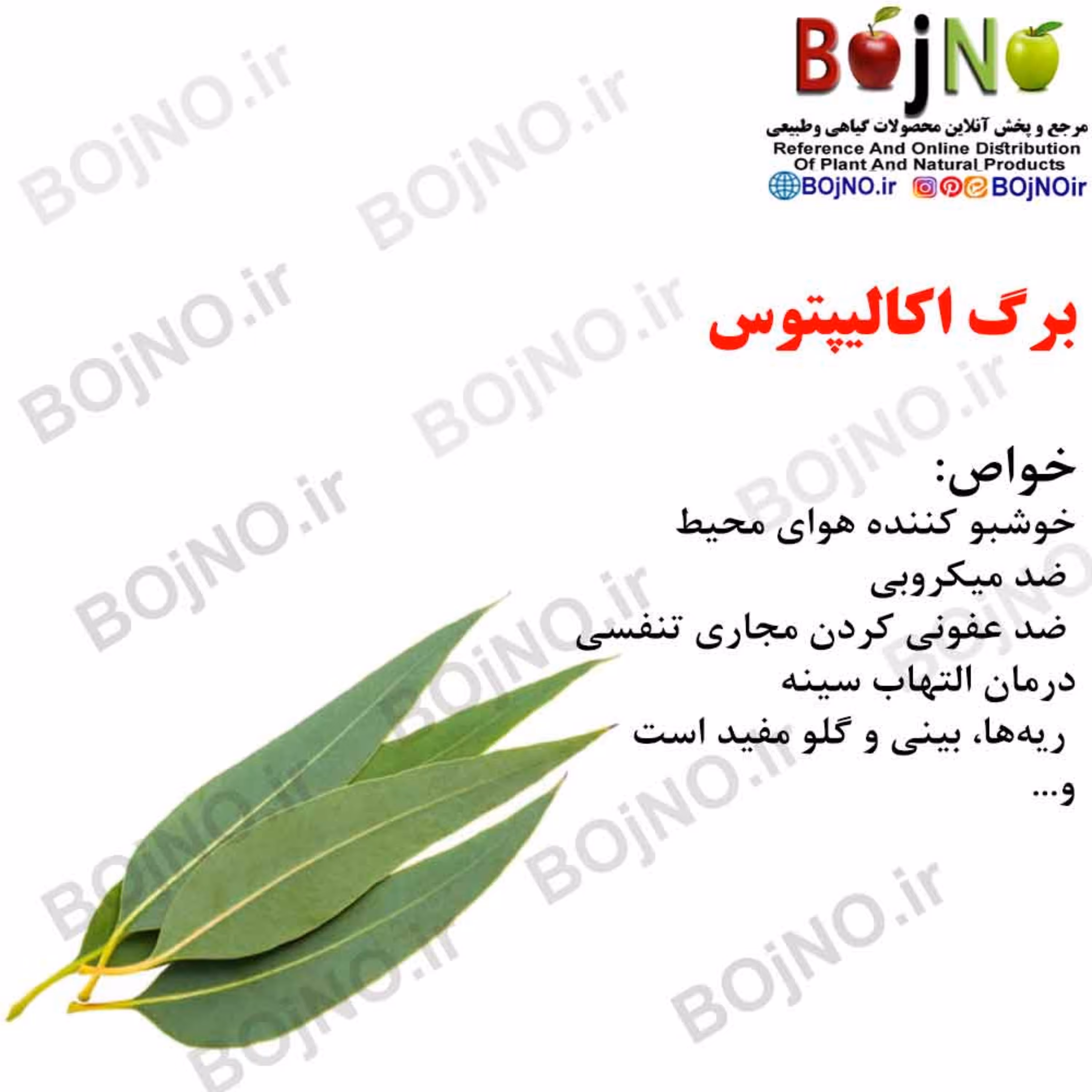 برگ اکالیپتوس(بسته 50گرمی)