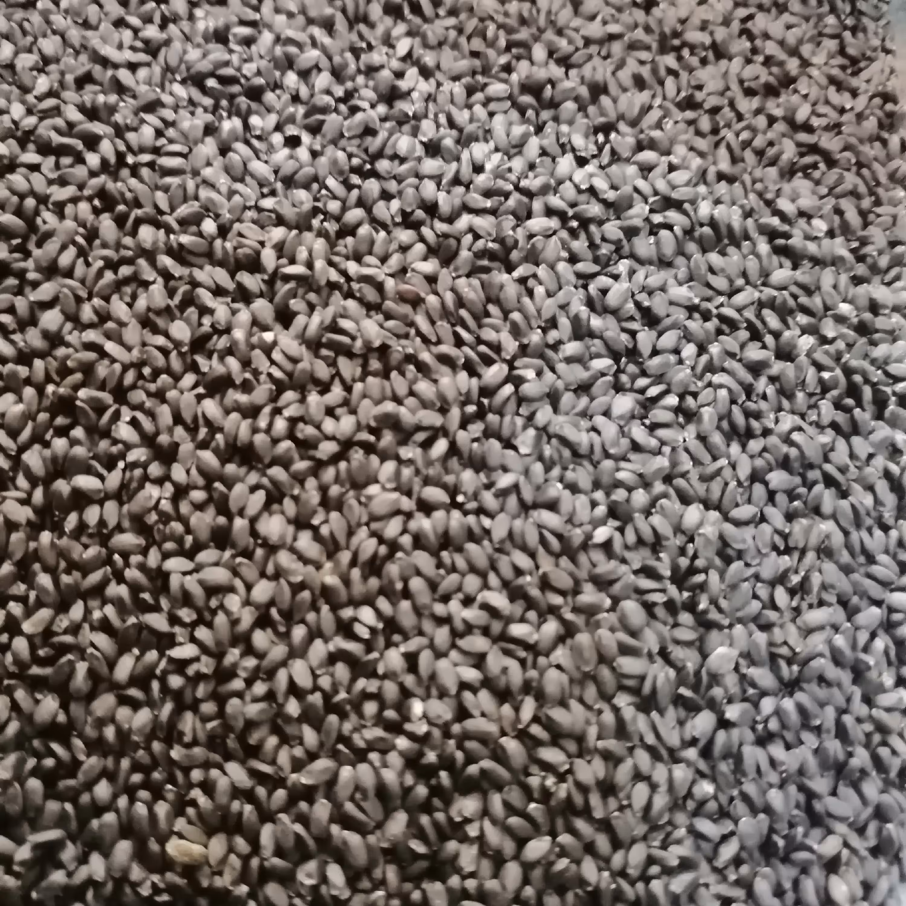 تخم شربتی درشت (سورت شده تمیز) وزن 200 گرم (پس کرایه)